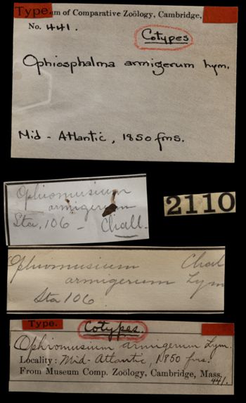 Media type: image;   Invertebrate Zoology OPH-441 Aspect: labels